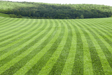Fresh green lawn cut in stripes outdoors