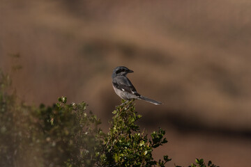 Bird perched on a shrub overlooking the landscape during late afternoon