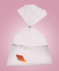 Goldfish in plastic bag with water on dusty pink background