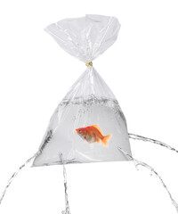 Goldfish in leaking plastic bag on white background. Water flowing out of holes