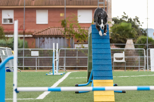 Border collie competes in agility course at training event in sunny outdoor setting