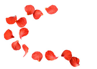 Red hibiscus petals flying on white background