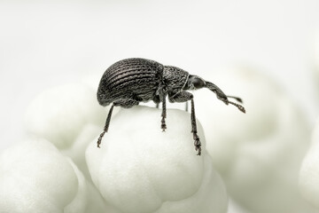 Tiny black weevil standing on the top of an hydrangea flower button with white blurred background
