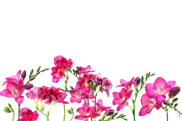 Many beautiful freesia flowers on white background