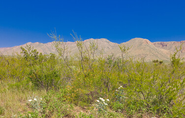 Scenic drive through the Chihuahuan Desert of southeastern New Mexico, with the desert plants and flowers in bloom.