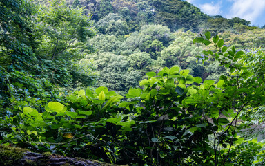 A vivid forest view taken in Kyoto, Japan, showcasing lush green foliage and layered tree canopies under a summer sky. 