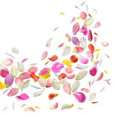 Beautiful flower petals flying against white background