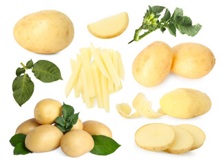 Potatoes and green plant leaves isolated on white, set