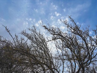 Bare Tree Branches in Early Spring Silhouetted Against a Blue Sky