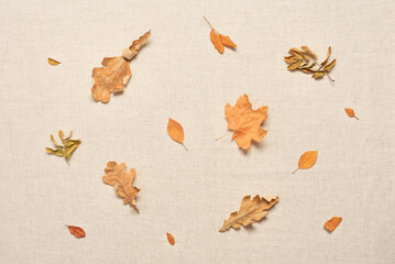Dry colorful autumn leaves flat lay on beige linen fabric