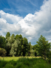 Summer landscape featuring lush trees under a partly cloudy sky, vibrant greenery and moody clouds,...