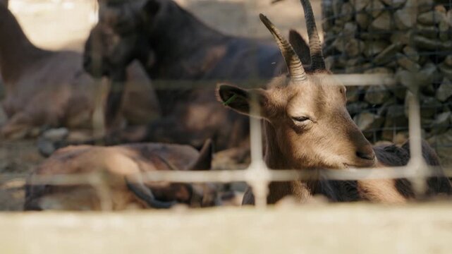 A young Barbary sheep looks at the camera from behind a wire fence. In the background, a herd of sheep rests in the shade. The sheep are brown and have long, curved horns.