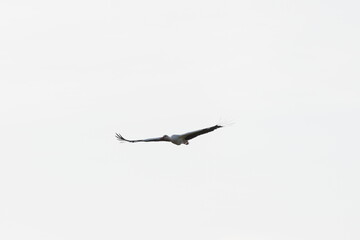 stork flying in the sky