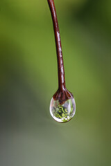 water droplets on plants in macro