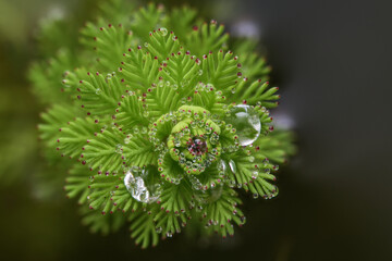 water droplets on plants in macro