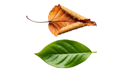 Autumn and spring leaves comparison nature photography seasonal foliage contrast isolated on transparent background