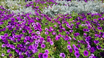 Petunia is genus of 20 species of flowering plants of South American origin. The popular flower of the same name derived its epithet from the French, which took the word pétun 'tobacco'.