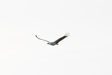 stork flying in the sky