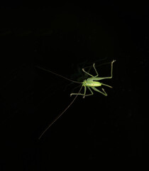 bush cricket on black glass