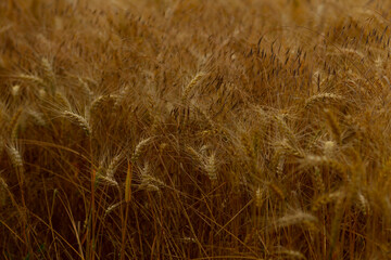 A detailed close up of a vast field of golden wheat that is now fully ripe and ready for the...
