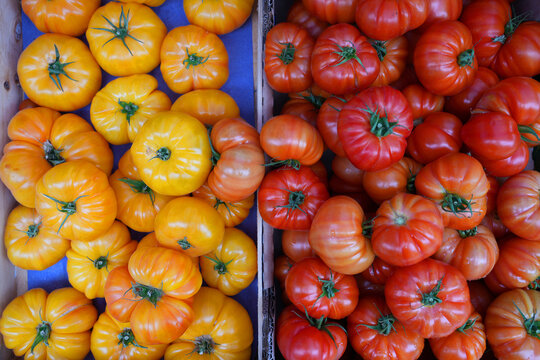 Crate of colorful organic heirloom tomatoes at the farmers market in Provence, France