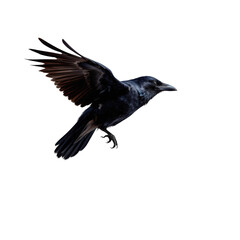 Fototapeta premium Majestic Black Bird in Flight with Outstretched Wings Against Sky