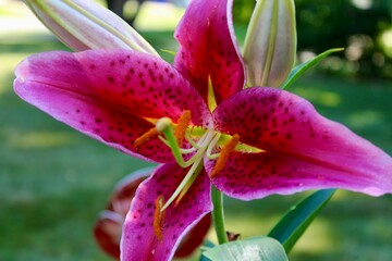 Pink lily in the garden 