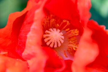close up of red poppy flower 