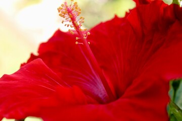 Red hibiscus flower close up 