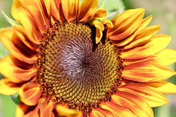 A sunflower bloom 