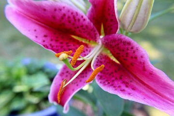 close up of pink lily