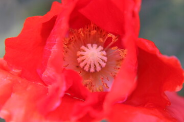 Macro shot of the inside of a red poppy flower 