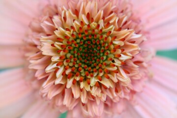 Macro Coneflower bloom 