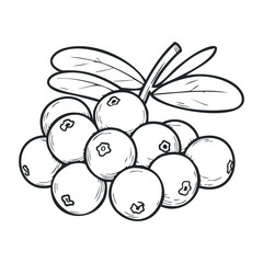 Hand-drawn berry cluster with leaves on white background. Vector illustration