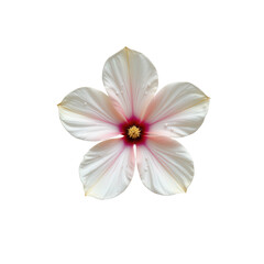 Fototapeta premium Single delicate flower with soft petals and subtle water droplets