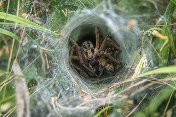 labyrinth spider close up in funnel web
