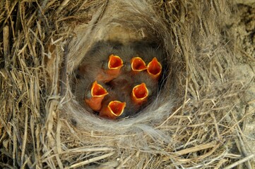 White Wagtail chicks in the nest with open mouths
