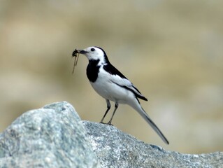 White Wagtail holding food in its beak on a rock