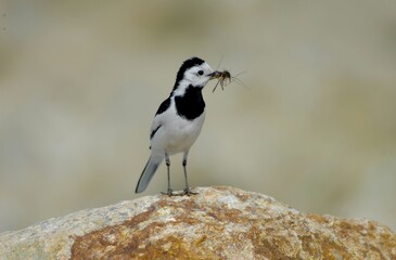 White Wagtail holding food in its beak on a rock