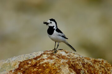 White Wagtail holding food in its beak on a rock