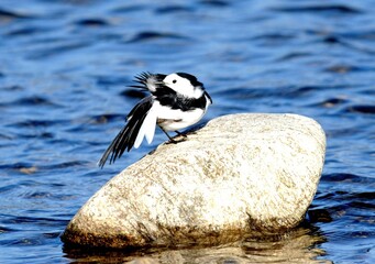 White Wagtail preening feathers by the water