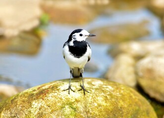 White Wagtail standing on a mossy rock near water