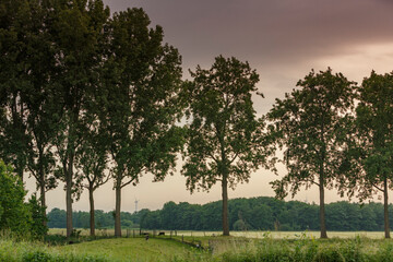 Fototapeta premium Lush green trees line a tranquil landscape under a cloudy sky during late afternoon in a serene rural setting