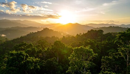 Lush rainforest sunset vista