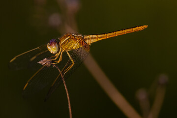 Orange Dragonfly in the Golden Hour light