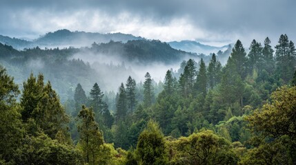 Fototapeta premium Misty forests stretch across rolling hills, shrouded in fog and illuminated by soft morning light. Tall trees create a serene atmosphere in this tranquil natural setting.