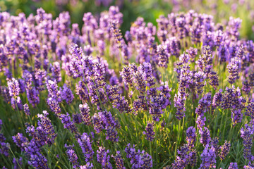 Close up, macro view of vibrant purple lavender flowers in soft evening sunlight. Golden light, delicate texture and fragrant essence of blooming plants in full summer. Natural background, lanscape