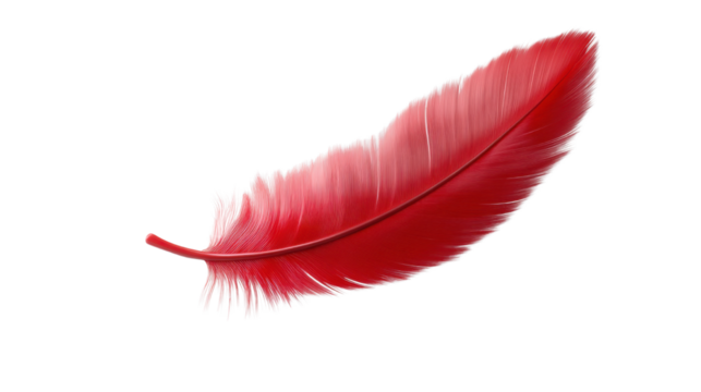 red feather isolated on white background