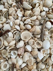 Various seashells scattered on a beach, showcasing natural textures and earthy tones of the seaside