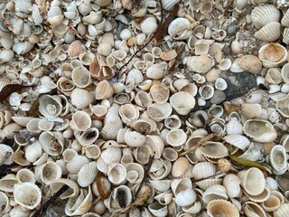 A close-up of assorted seashells on a sandy beach.